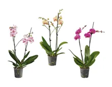 Phalaenopsis 2-Stieler