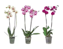 Phalaenopsis 2-Stieler