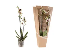 Phalaenopsis 2-Stieler im Display Design