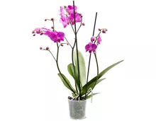 Phalaenopsis 3 Rispen