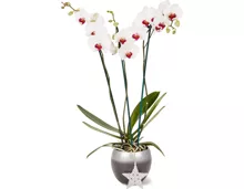 Phalaenopsis, 3 Rispen, dekoriert im Übertopf