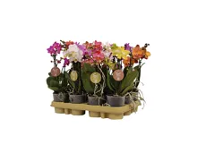 Phalaenopsis
