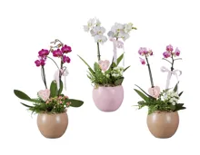 Phalaenopsis-­Arrangement im Kugeltopf