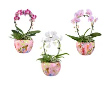 Phalaenopsis Arrangement im Trendtopf
