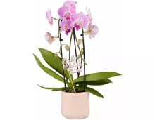 Phalaenopsis Cascade 2 Rispen