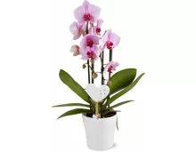 Phalaenopsis Cascade, 2 Rispen