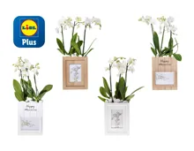 Phalaenopsis in Foto-Box