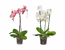 Phalaenopsis in Sonderformen