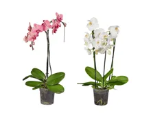 Phalaenopsis in Sonderformen