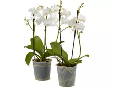 Phalaenopsis multiflora 2 Rispen