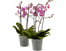 Phalaenopsis multiflora 2 Rispen