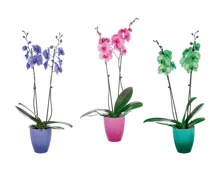 Phalaenopsis Royal in Keramik