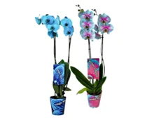 Phalaeonopsis, gefärbt