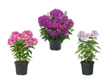 Phlox paniculata