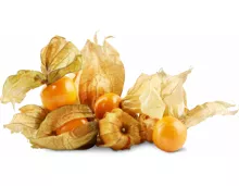 Physalis