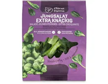 Planet Farms Jungsalat knackig