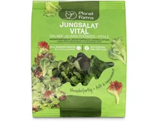 Planet Farms Jungsalat vital