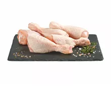 Pouletschlegeli XXL