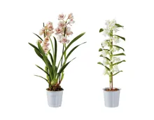 Premium Orchideen Mix