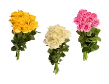 Premium Rosen
