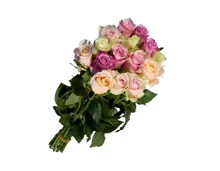 Premium Rosen Pastell