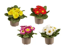 Primula Acaulis Mix