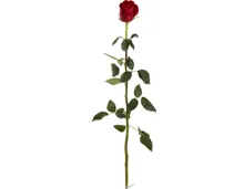 Rosen, Fairtrade