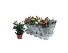 Rosen im Topf