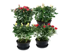 Rosenschale