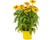 Rudbeckien