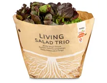 Salat mit Wurzel dreierlei 1 Stück