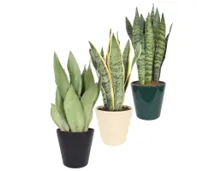 Sansevieria