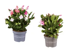 Schlumbergera Quattro