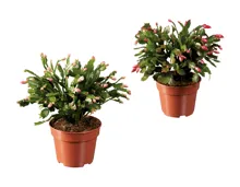 Schlumbergera XXL
