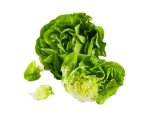 Schweizer Kopfsalat