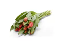 Schweizer Tulpen, 11 Stück, verschiedene Farben, pro Strauss