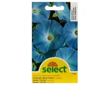 Select Prunkwinde Blauer Himmel