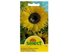 Select Sonnenblume Grossblumig