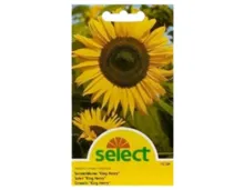 Select Sonnenblume King Henry