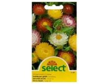 Select Strohblumen gefüllt