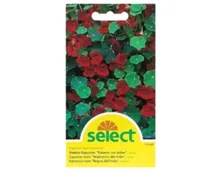 Select Tropaeolum Kaiserin von Indien Rot