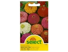 Select Zinnia Liliput gemischt