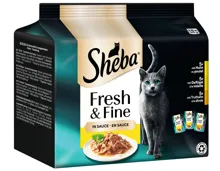 Sheba