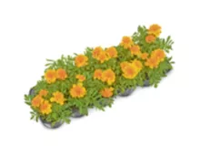 Sommerblüher, Begonie oder Tagetes, verschiedene Farben, Schweiz, Topf Ø 9 cm, 10er-Set