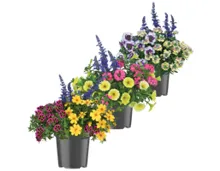 Sommerflor Topf bepflanzt
