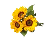 Sonnenblumen