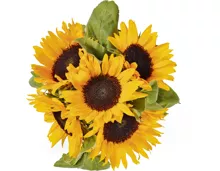Sonnenblumen, Bund, 5 Stück