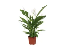 Spathiphyllum