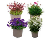 Staudenmix "Bergblüher"