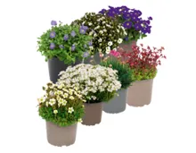 Staudenmix "Bergblüher"